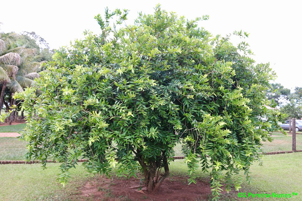 784〓希少Myrciaria glazioviana cabelluda XL CABELUDINHA ou JABUTICABA AMARELA (Myrciaria glazioviana) - Muda