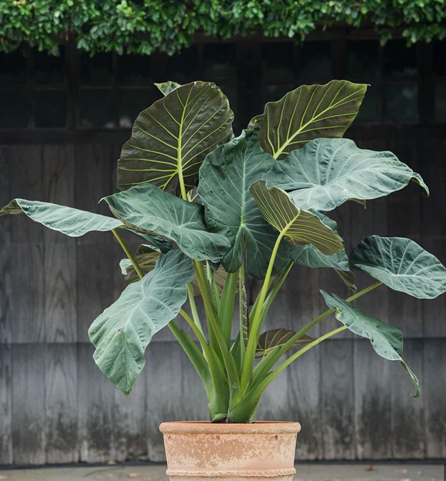 Alocasia 'Regal Shields' - Pote 20 - Rebrotar Plantas