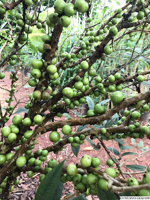 JABUTICABA BRANCA (Plinia aureana) - Muda com 40 a 60 cm
