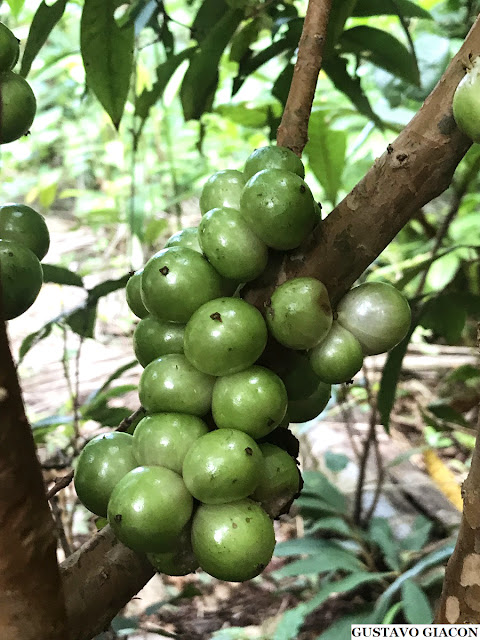JABUTICABA BRANCA (Plinia aureana) - Muda com 40 a 60 cm