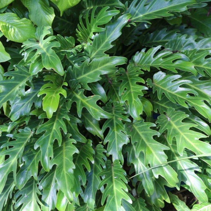 FILODENDRO XANADÚ (Philodendron xanadu) - Muda com até 30 cm