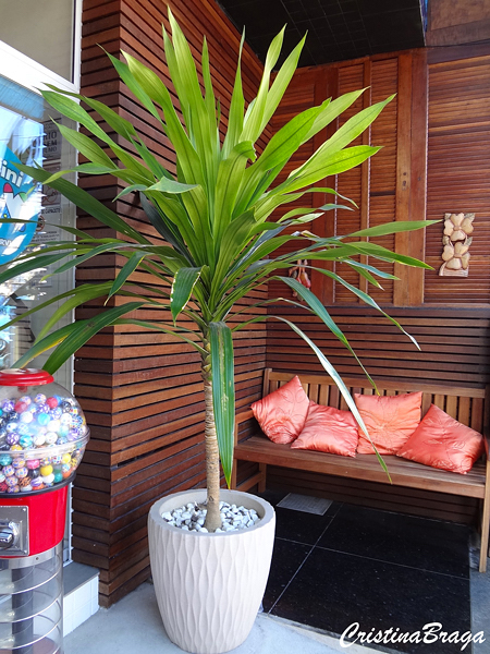 DRACENA ARBREA (Dracaena arborea) - Muda com at 1,20m - Rebrotar Plantas