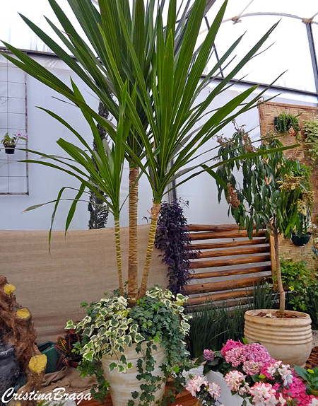DRACENA ARBREA (Dracaena arborea) - Muda com at 1,20m - Rebrotar Plantas