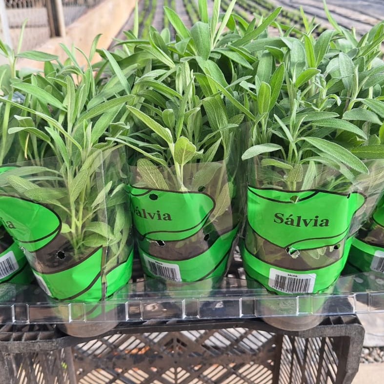 Salvia　計28枚 SÁLVIA (Salvia officinalis) - P11 - Rebrotar Plantas