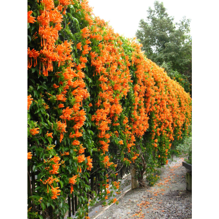 CIPÓ DE SÃO JOÃO LARANJA (Pyrostegia venusta) - Muda com até 80 cm