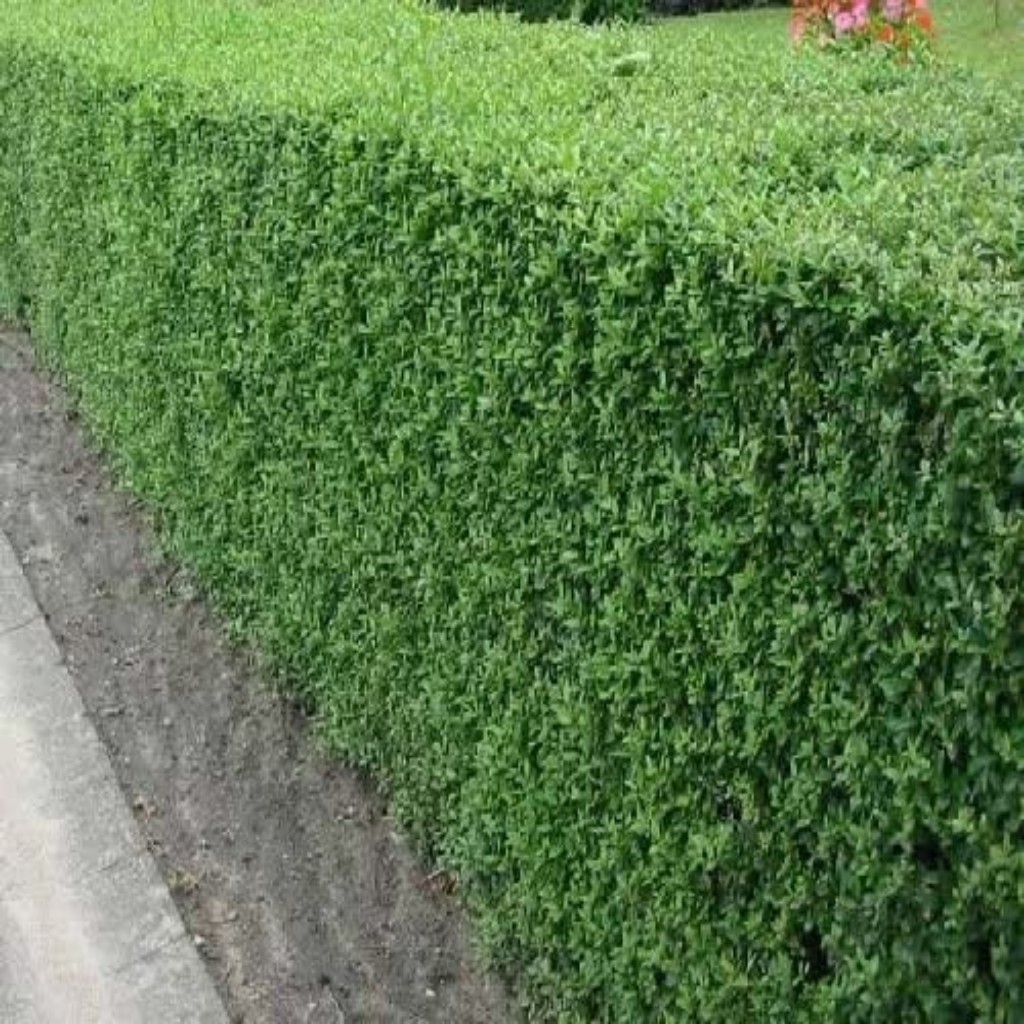 LIGUSTRO VERDE (Ligustrum sinensis) - Muda com at 1 metro - Rebrotar  Plantas