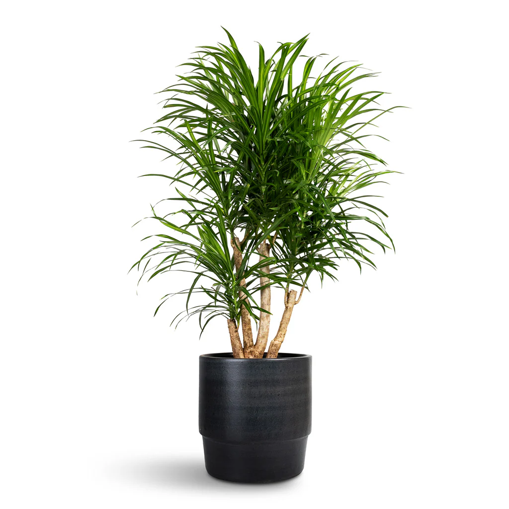 glückskastanie kaufen ikea Pachira Aquatica (Glückskastanie) kaufen? | Liu Xuan main image 1