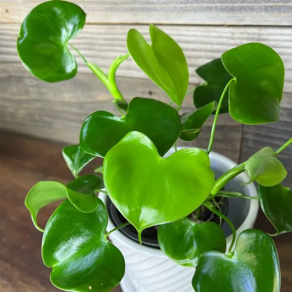 Philodendron Grazielae - Pote 15 - Rebrotar Plantas