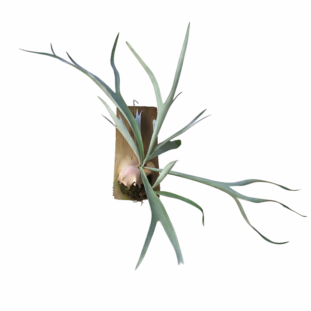 CHIFRE LEMOINEI (Platycerium veitchii Lemoinei) - Pote 11