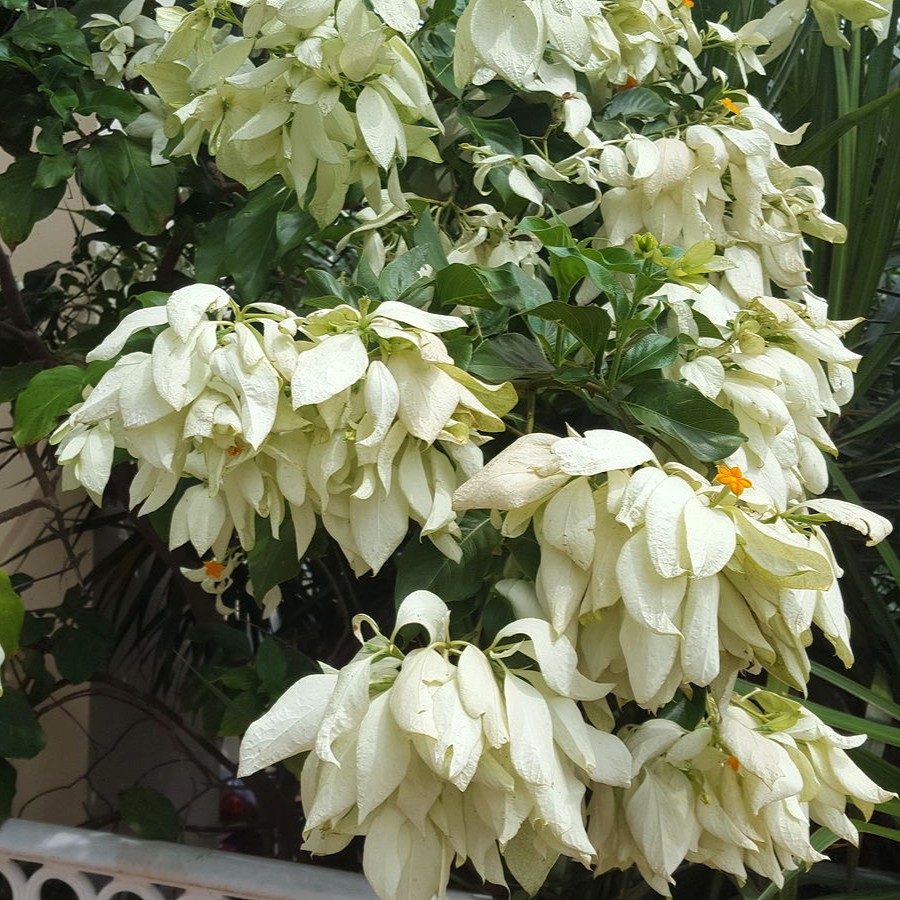 MUSSAENDA BRANCA (Mussaenda philippica) - Muda com até 80 cm