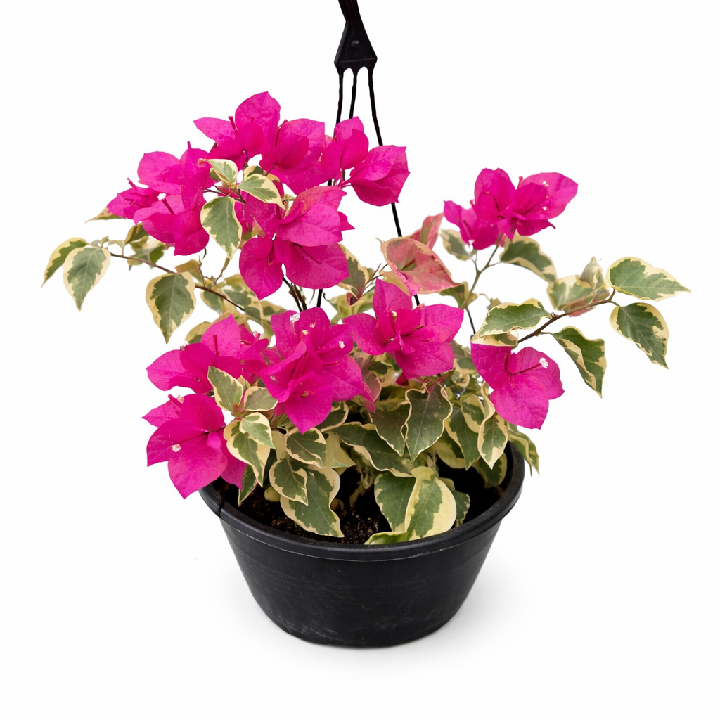 PRIMAVERA PENDENTE CORES (Bougainvillea glabra variegata) - Cuia 21 -  Rebrotar Plantas