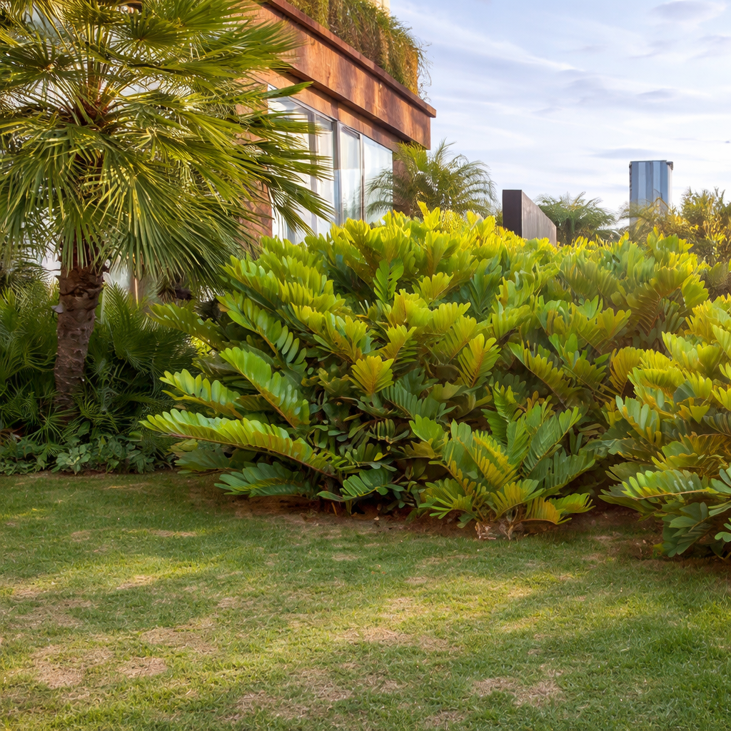 ZAMIA (Zamia furfuracea) - Muda com até 80 cm - Rebrotar Plantas