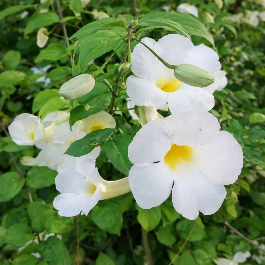 TUMBÉRGIA ARBUSTIVA BRANCA (Thunbergia erecta) - Muda com até 1