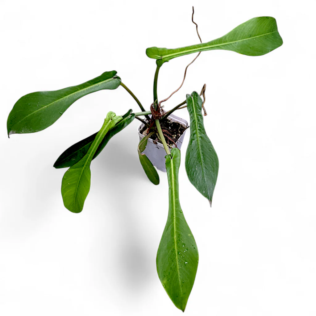 Philodendron x joepii - Pote 15 - Rebrotar Plantas