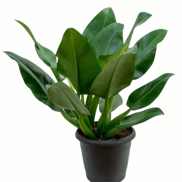 philodendron gloriosum zebra pink back Philodendron gloriosum 'Zebra' | Plants