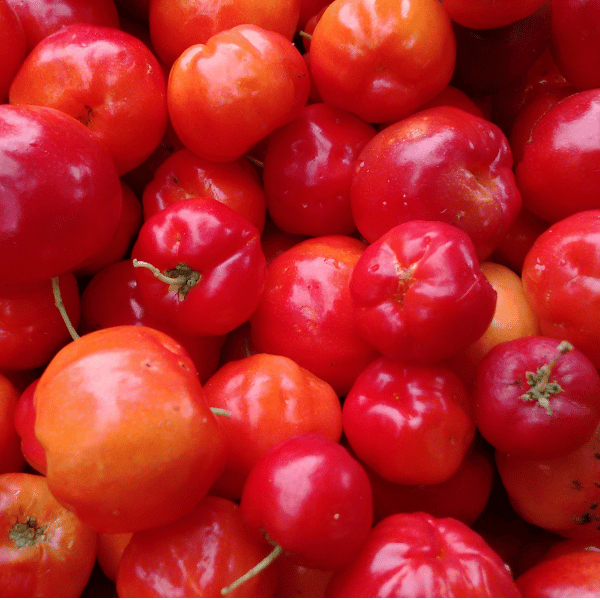 Muda de Acerola com Frutos Doces e Ricos em Vitamina C - Cia das