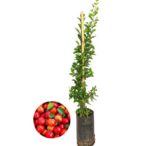 Muda de Acerola com Frutos Doces e Ricos em Vitamina C - Cia das