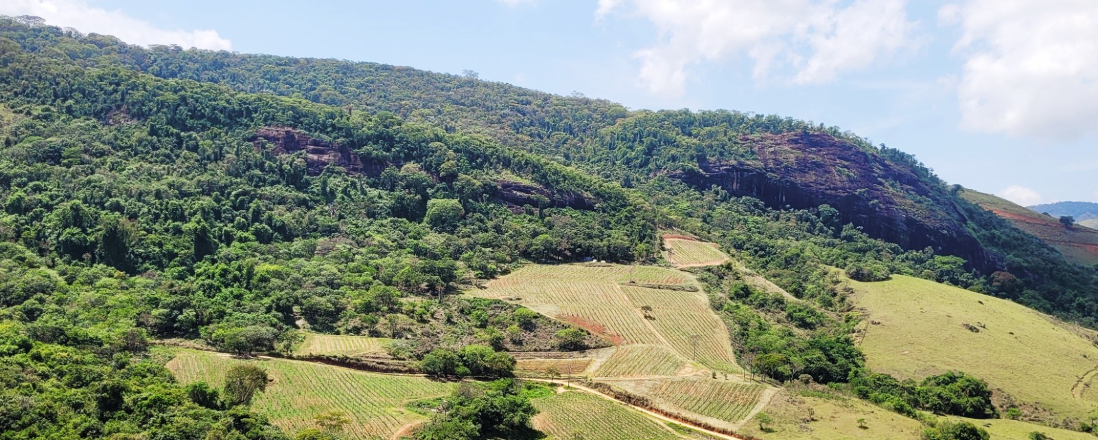 Vinhedo na Zona da Mata Mineira — Vieiras, Minas Gerais