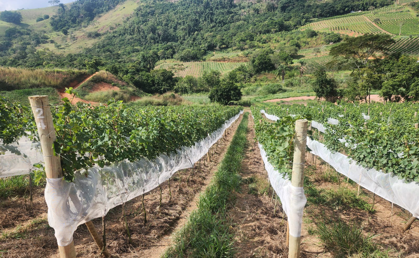 Vinho da Mata
