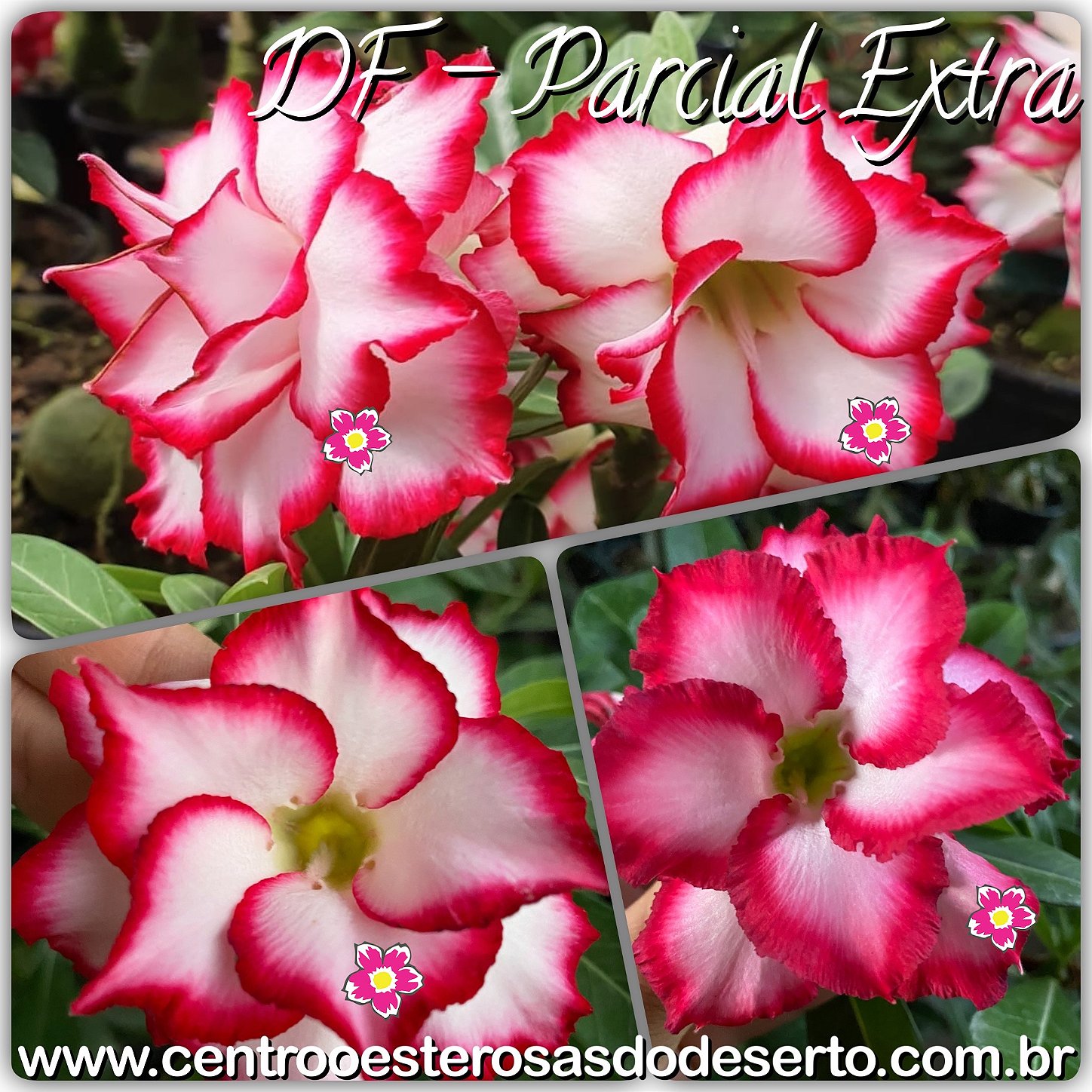 Rosa do Deserto Muda de Enxerto - Flor Parcial Extra Dobrada - Cuia 21 -  Centro Oeste Rosas do Deserto