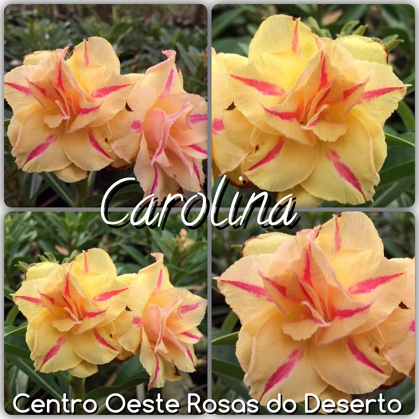Rosa do Deserto Enxerto - Carolina - Centro Oeste Rosas do Deserto