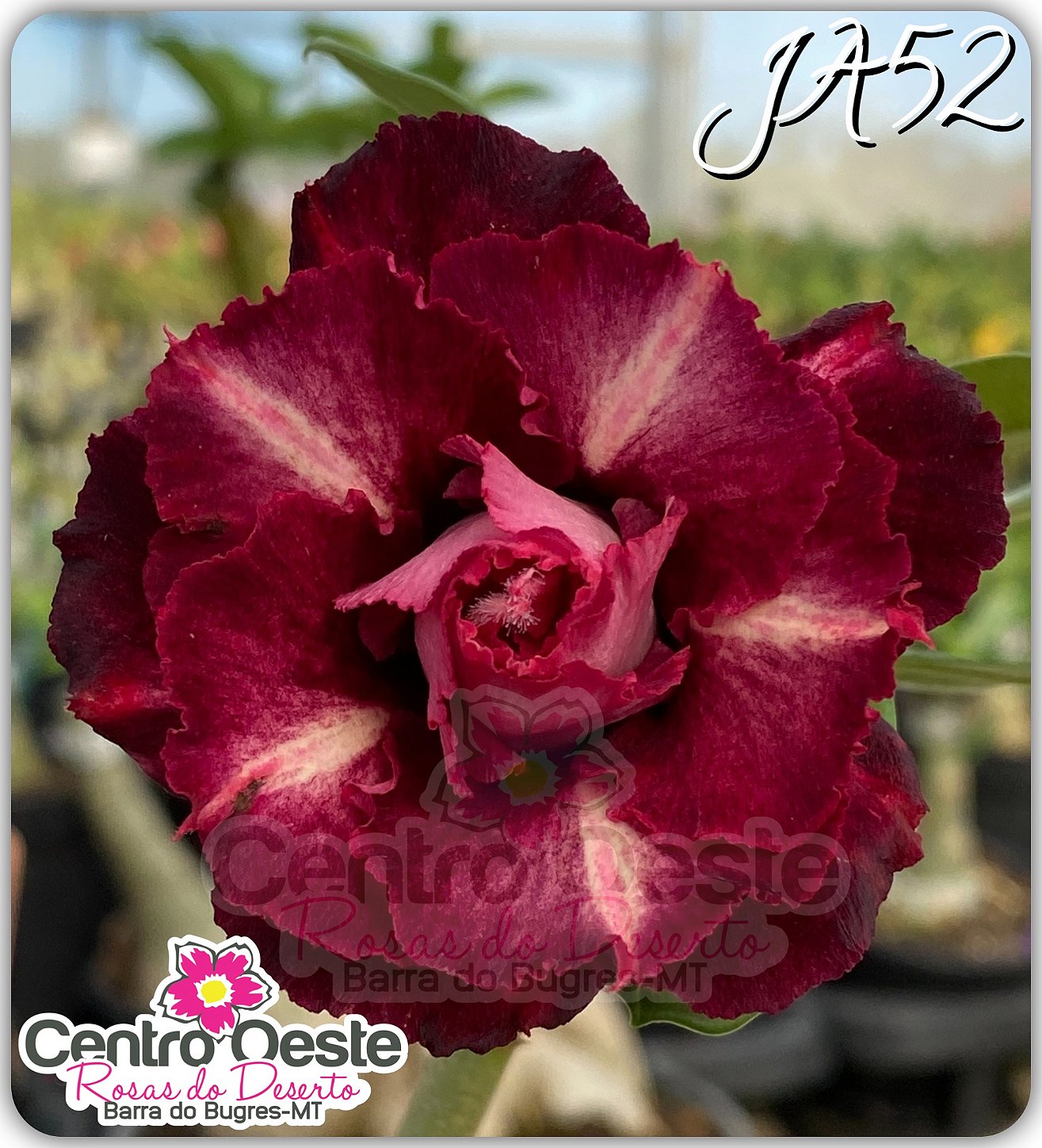 Rosa do Deserto Enxerto JA52 - Centro Oeste Rosas do Deserto JA52