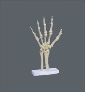 Esqueleto Da Mão Com Ossos Do Punho