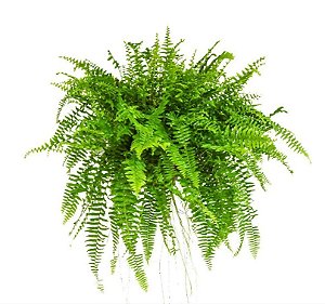 Samambaia Americana Cuia 21