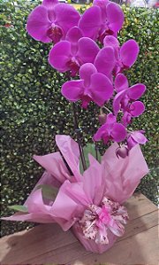 Orquídea Natural Lilás
