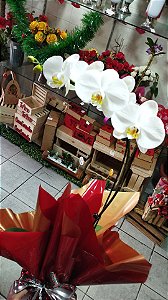 Orquídea Branca Phaly
