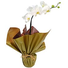 Orquidea Phalaenopsis Branca