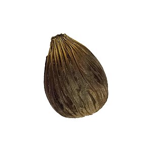 Ikin Ifa Noz Africana da Palmeira de Dendê Unidade