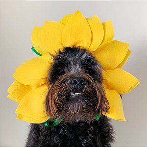 Fantasia para Cachorros e Gatos Moldura Flor Girassol