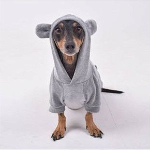 moletom para carregar gato