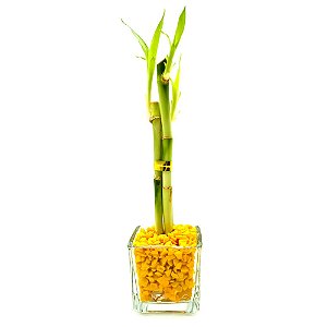 Vasinho com Pedras Amarelas e Bambu da Sorte