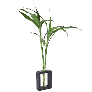 Bambu da Sorte em Vaso de Vidro com Base em Madeira