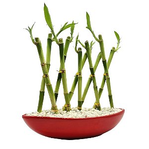 Vaso Canoa em Cerâmica com Dez Bambus da Sorte (Vermelha)