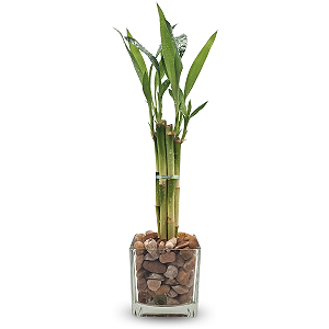 Vaso de Vidro com Seis Mudas de Bambu da Sorte