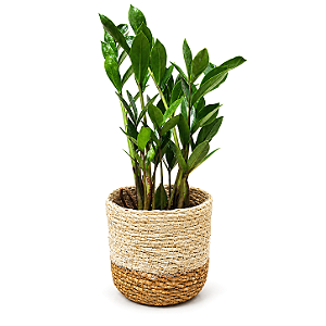 Cachepot Palha com Planta Zamioculca (Planta da Fortuna)