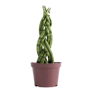 Planta Lança de São Jorge Trançada (Média)