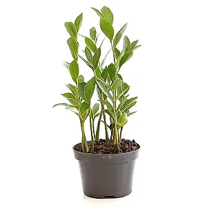 Muda de Zamioculca (Planta da Fortuna) Pequena