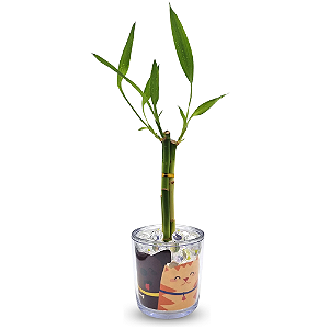 Mini Vasinho Cristal com Bambu da Sorte (Pet Lover)