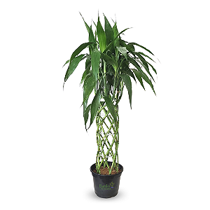 Arranjo com Bambu da Sorte Torre Trançada (150cm)