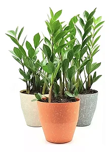 Cachepot com Planta Zamioculca (Planta da Fortuna)