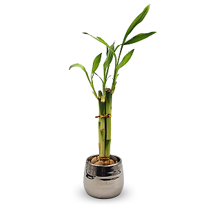 Cachepot Prateado com Bambu da Sorte (5 Hastes)