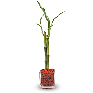 Vasinho com Pedras Laranja e Bambu da Sorte