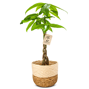 Cachepot Palha com Árvore do Dinheiro (35cm)
