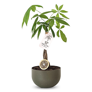 Cachepot com Árvore do Dinheiro e Moeda Chinesa (Pachira Aquática)