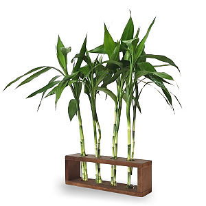 Suporte em Madeira e Vaso de Vidro com 8 Hastes de Bambu da Sorte