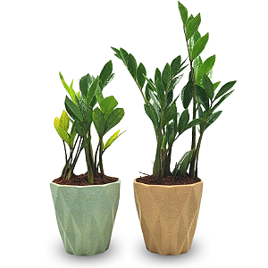 Cachepot Diamante com Zamioculca Baby (Planta da Fortuna)